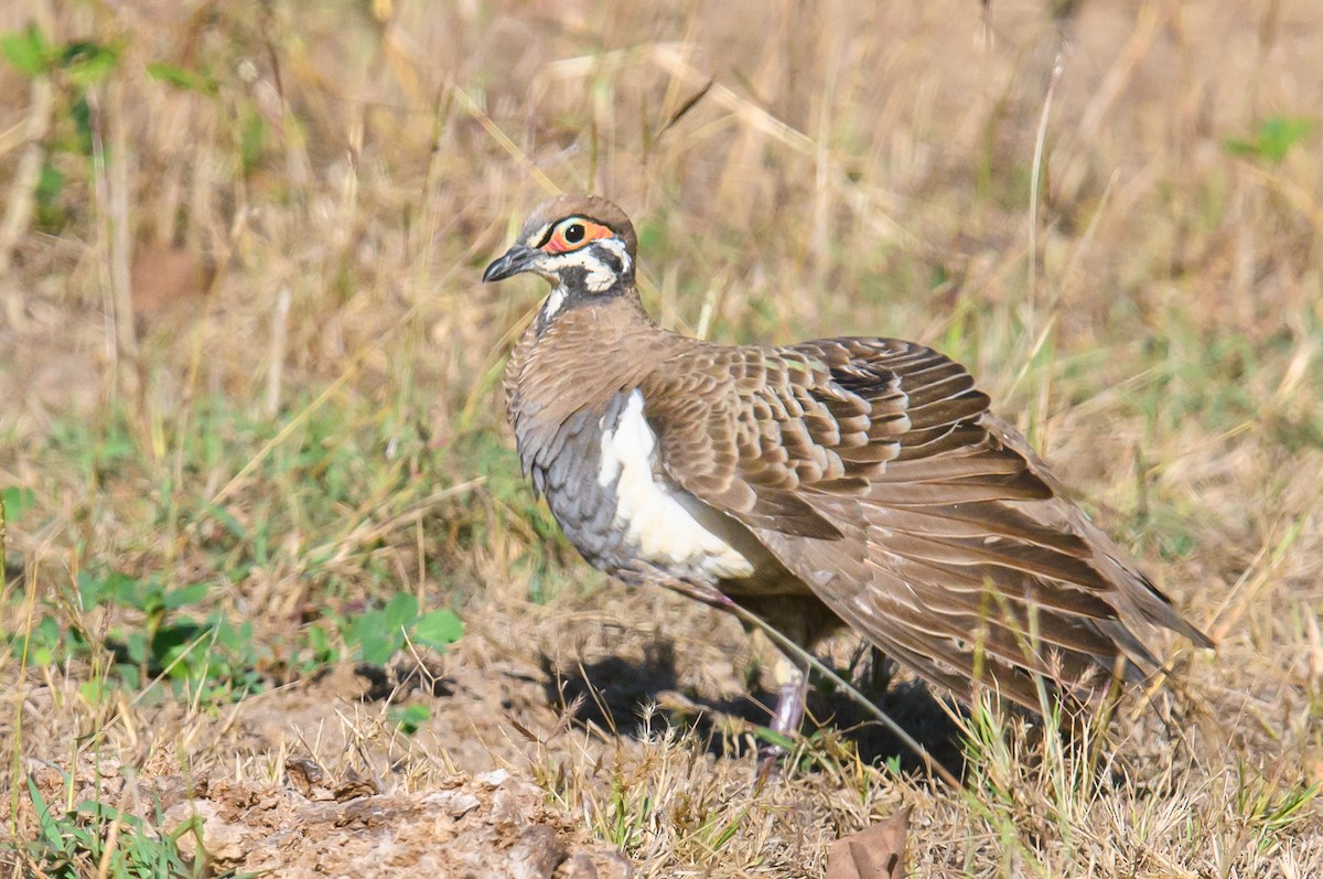 Squatter Pigeon - ML471127371