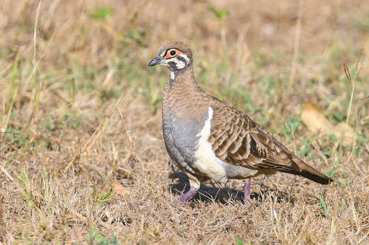 Squatter Pigeon - ML471127381