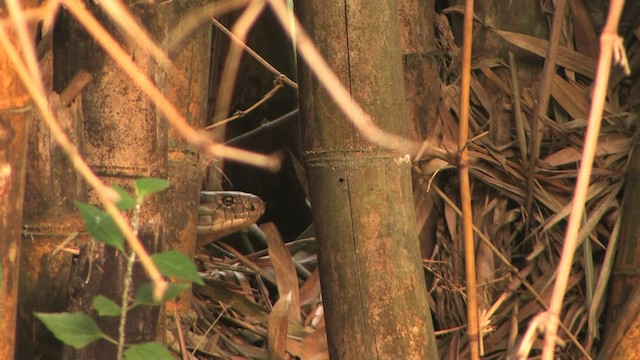 眼鏡王蛇 - ML471128