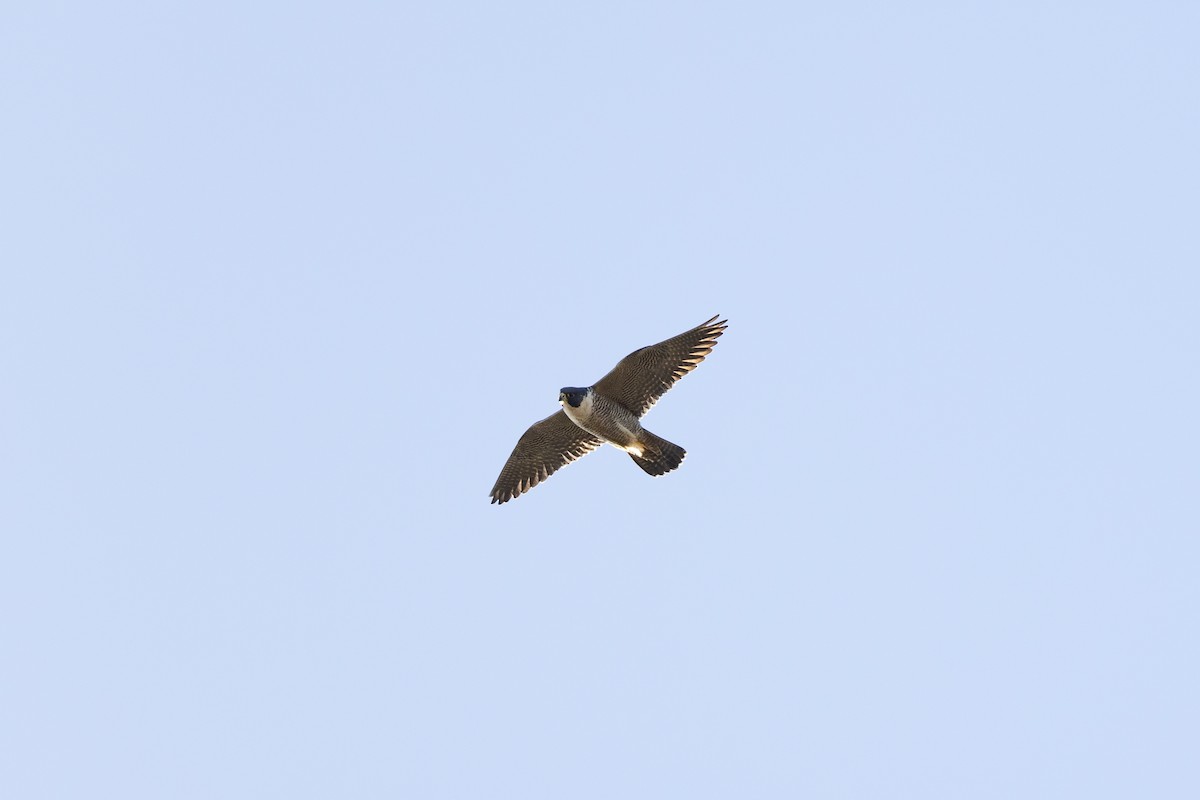 Peregrine Falcon - ML471128171