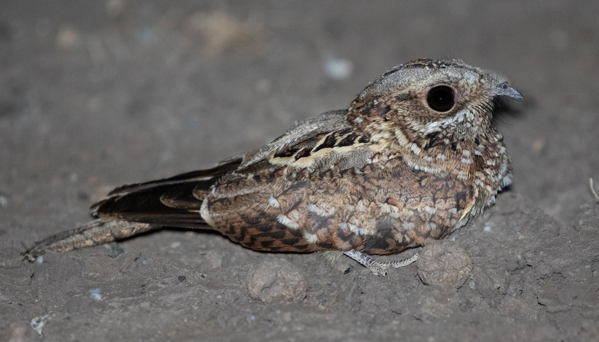 Donaldson Smith's Nightjar - Stratton Hatfield