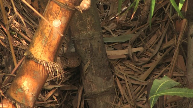 King Cobra - ML471129