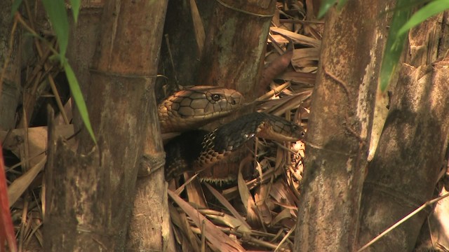 King Cobra - ML471130