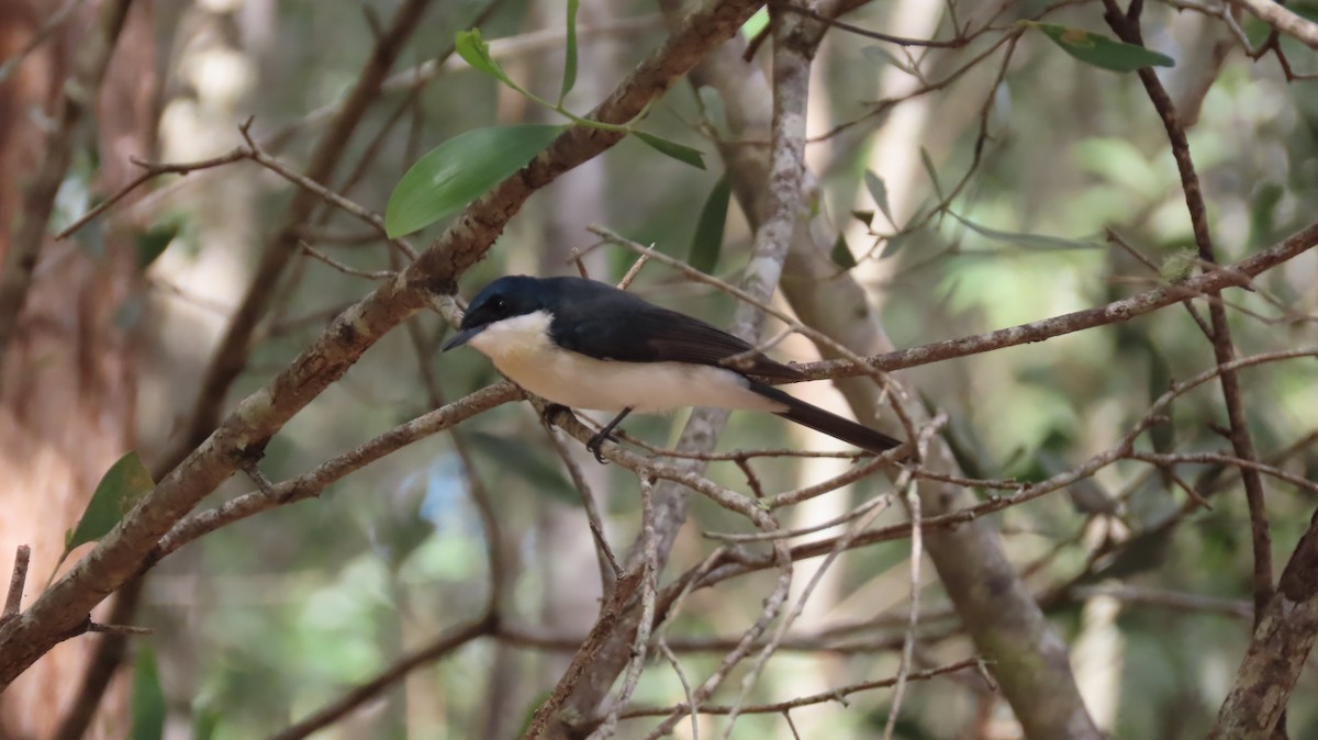 Restless Flycatcher - ML471130441