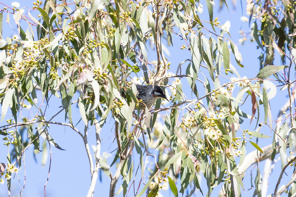 Red Wattlebird - ML471130471