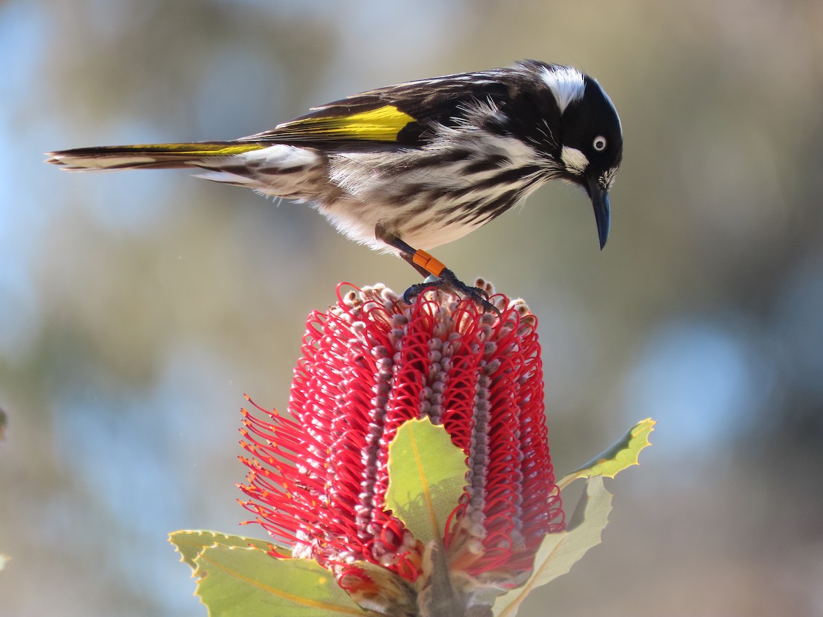 New Holland Honeyeater - ML471130901