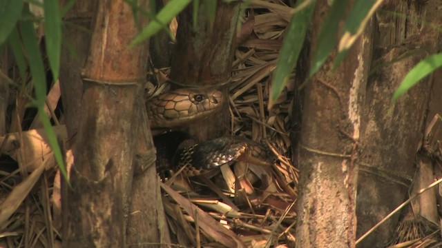 Cobra reale - ML471131