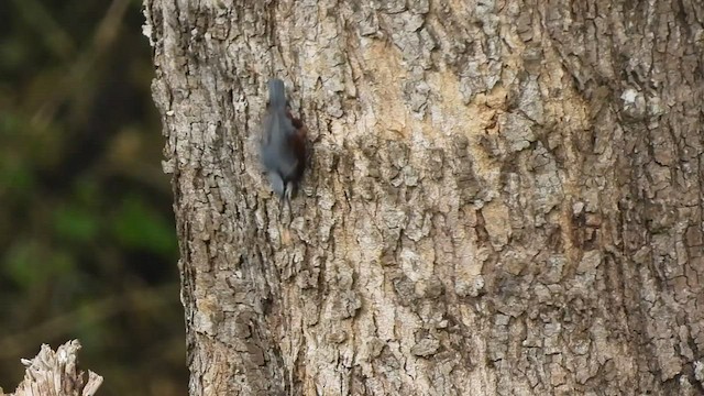 Indian Nuthatch - ML471131971