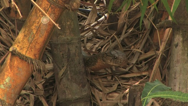 King Cobra - ML471132