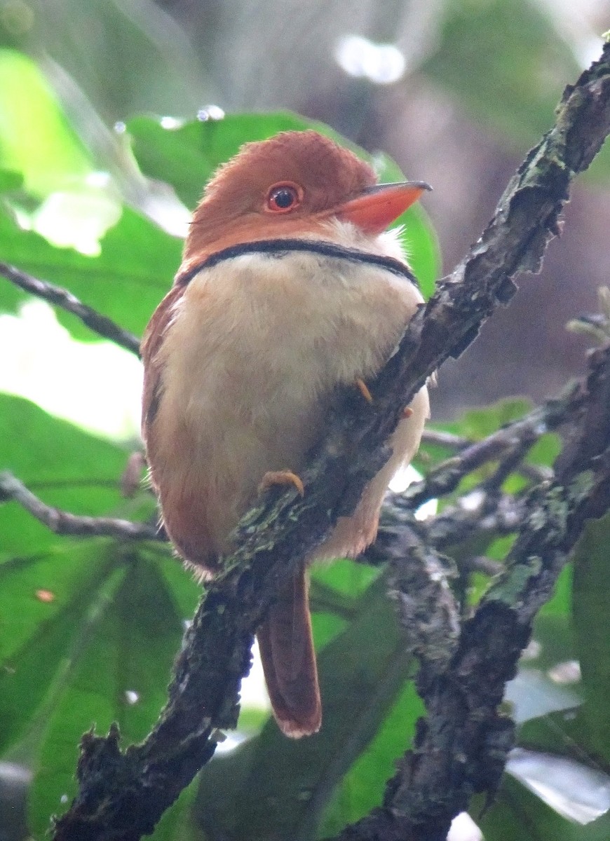 Collared Puffbird - ML471132031