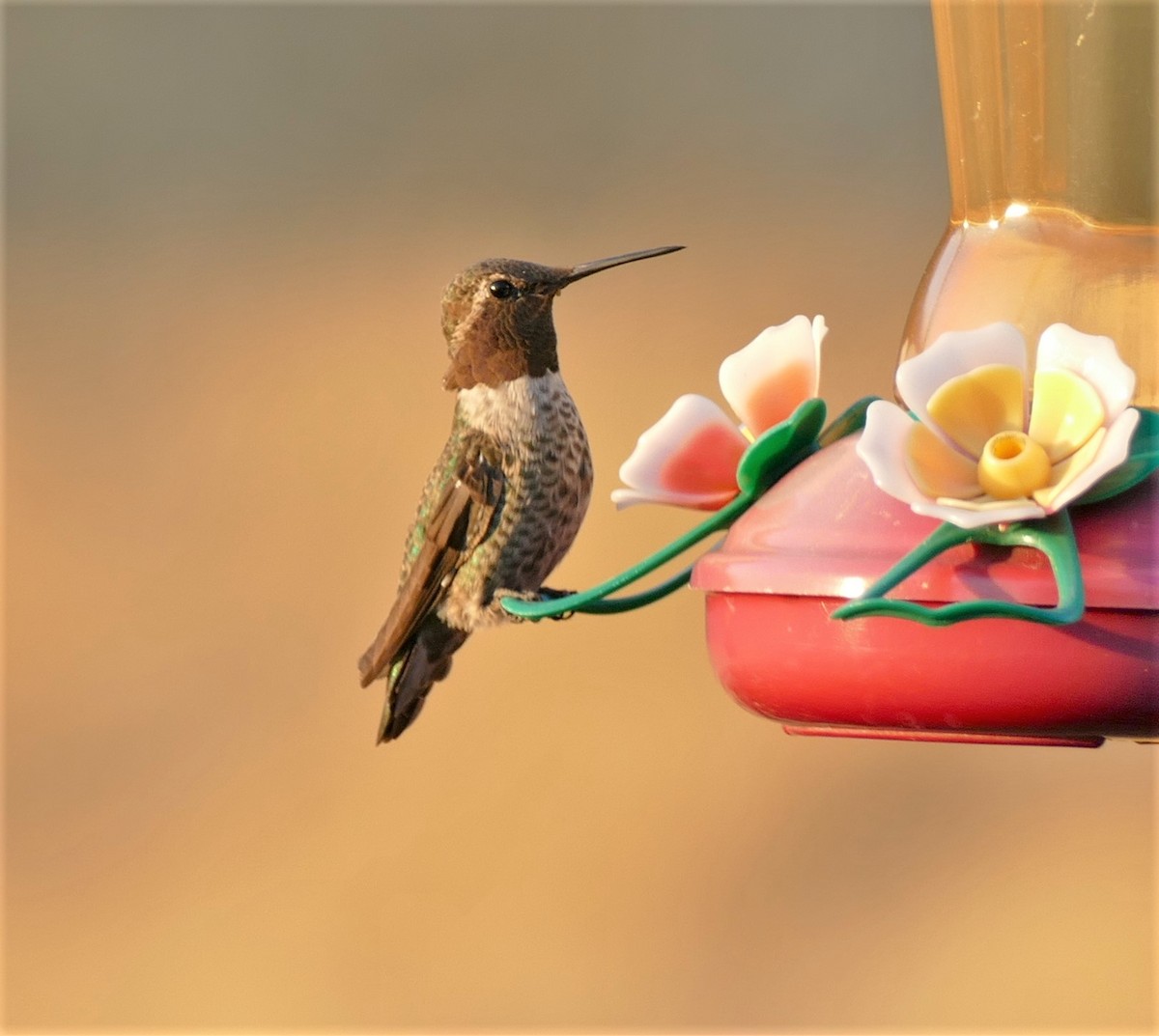Anna's Hummingbird - Kitty ONeil