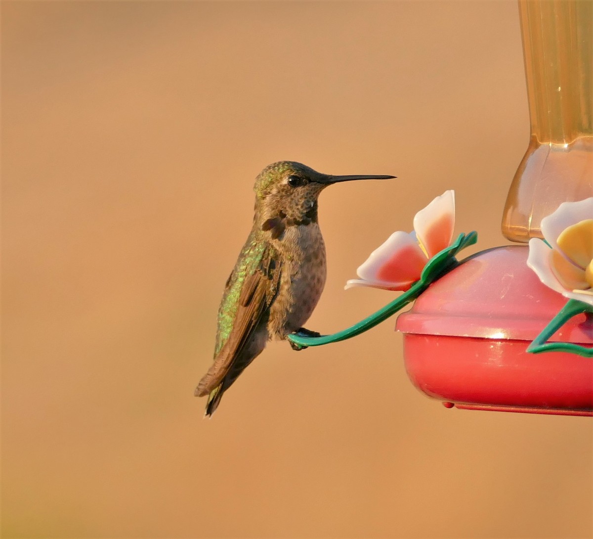 Anna's Hummingbird - Kitty ONeil