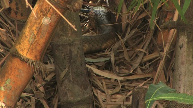 King Cobra - ML471133