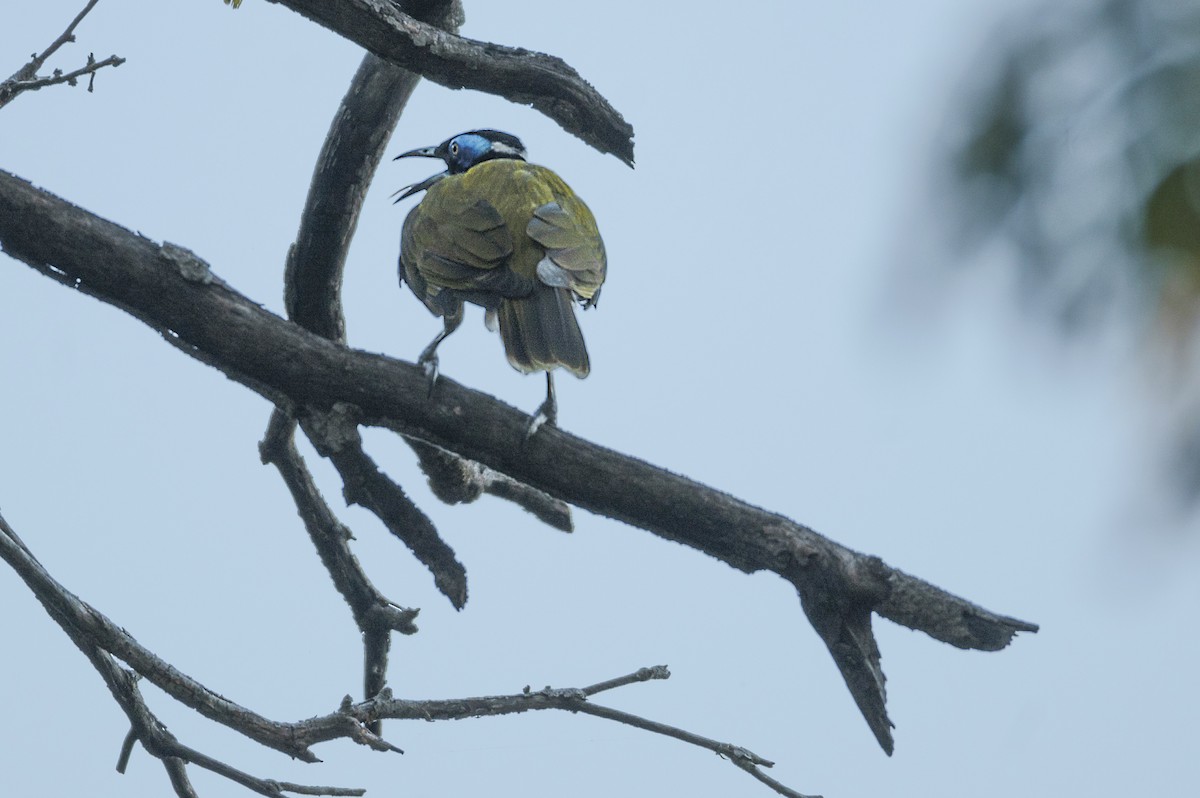 Blue-faced Honeyeater - Geoffrey Groom