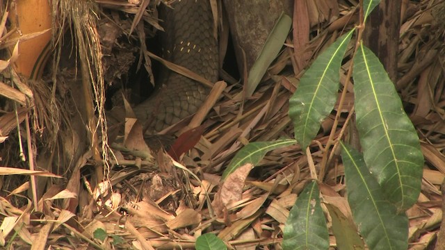 King Cobra - ML471134