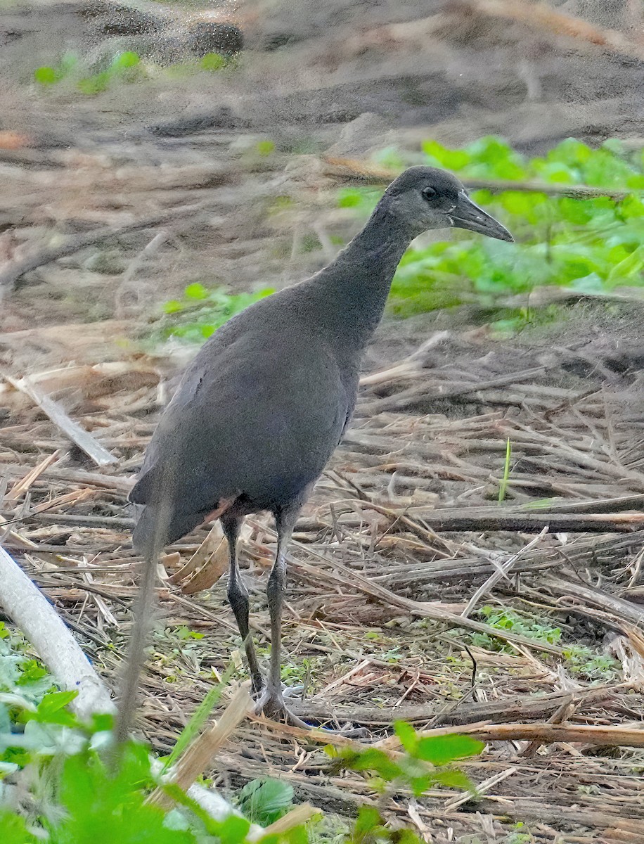 White-breasted Waterhen - ML471134721