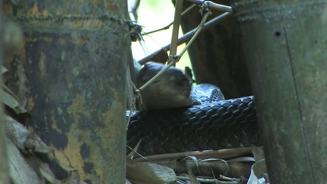 King Cobra - ML471135