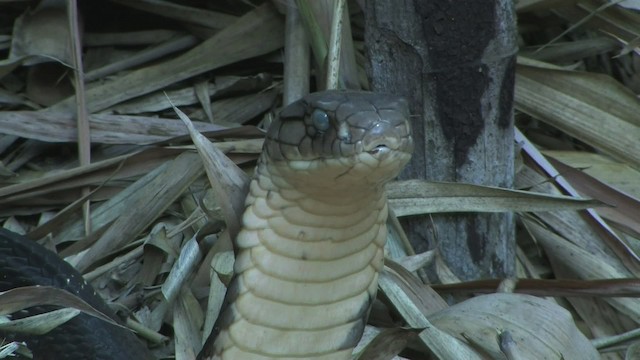 眼鏡王蛇 - ML471136