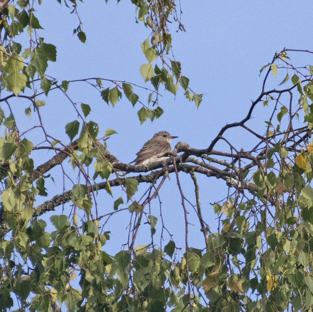 Spotted Flycatcher - ML471136131