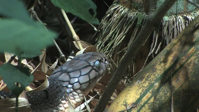 Cobra reale - ML471137