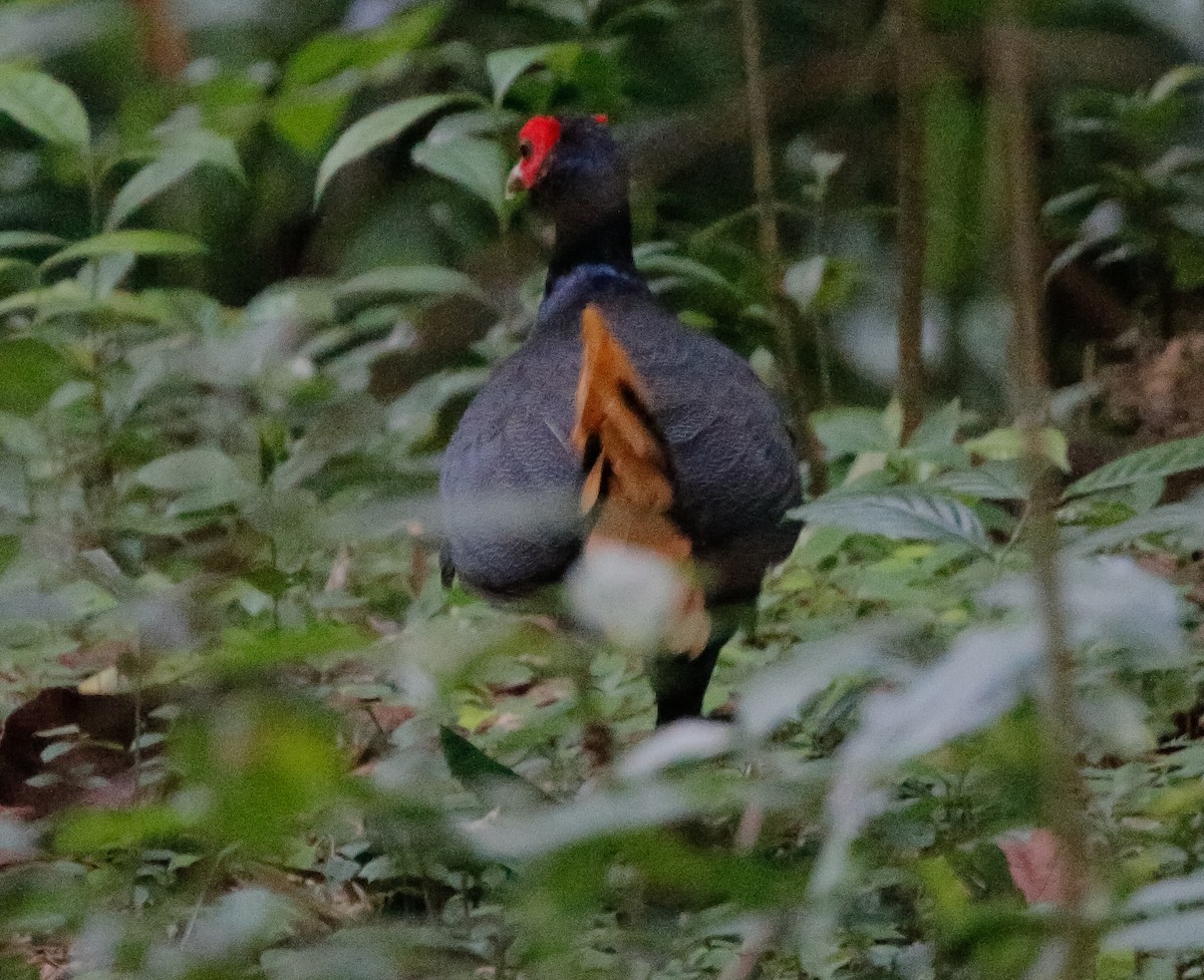 Faisán Colicanelo (erythrophthalma) - ML471137121