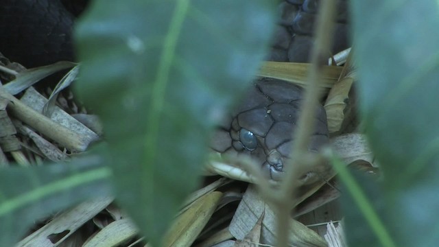 Cobra reale - ML471138