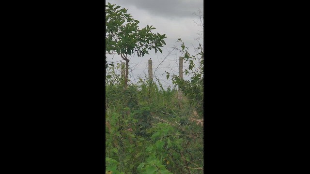 Singing Bushlark (Singing) - ML471138251