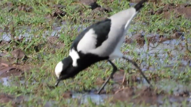 Blacksmith Lapwing - ML471138481