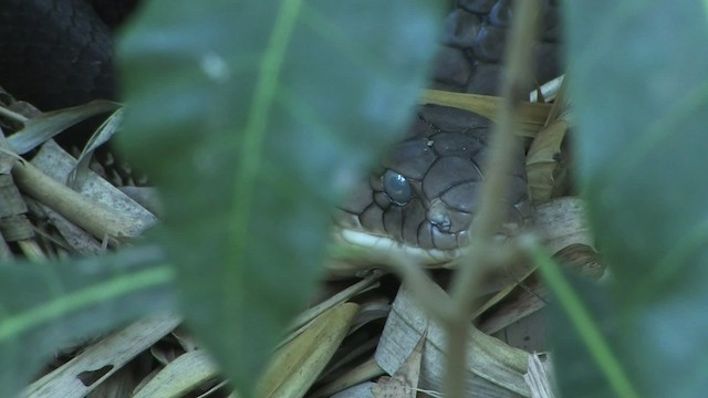 眼鏡王蛇 - ML471139