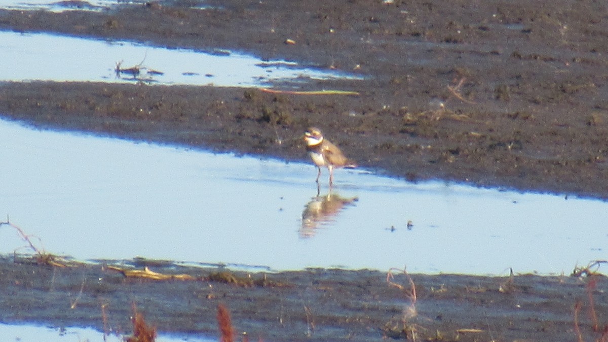 Semipalmated Plover - ML471139271