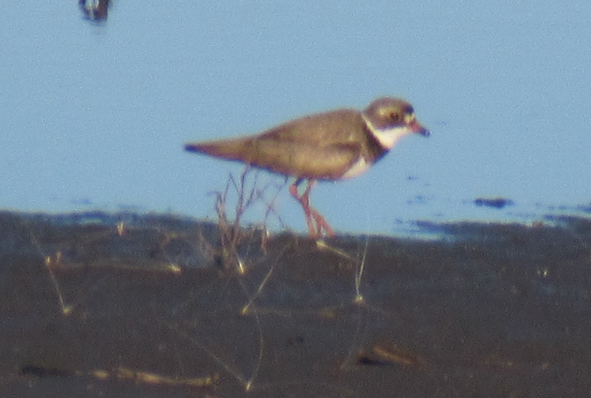 Semipalmated Plover - ML471139281