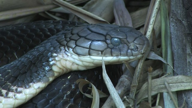 眼鏡王蛇 - ML471140