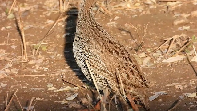 Francolin du Natal - ML471140321