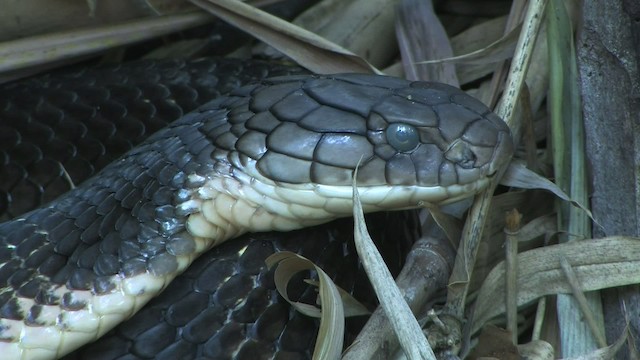 King Cobra - ML471141