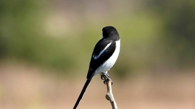 Pie-grièche à dos noir - ML471142241