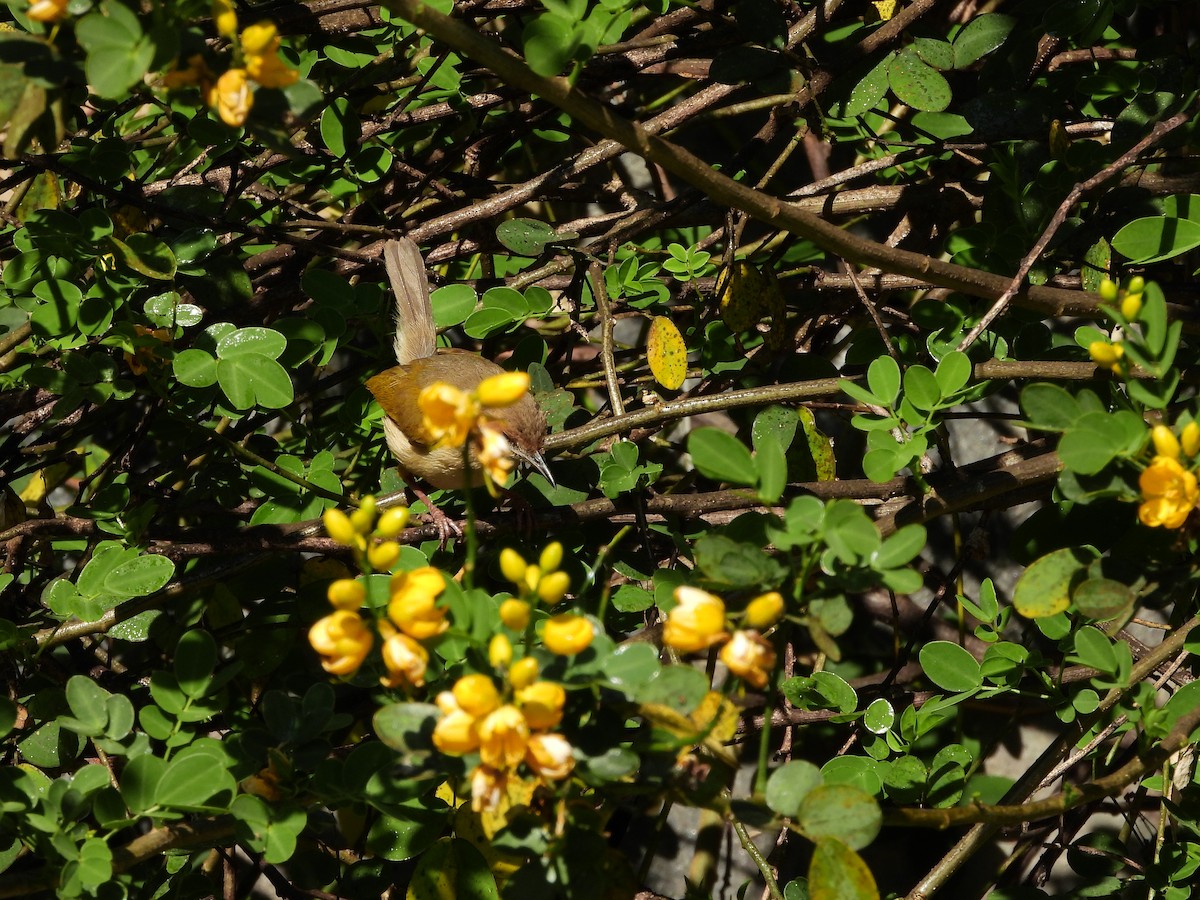 Green-backed Camaroptera (Gray-backed) - ML471142261