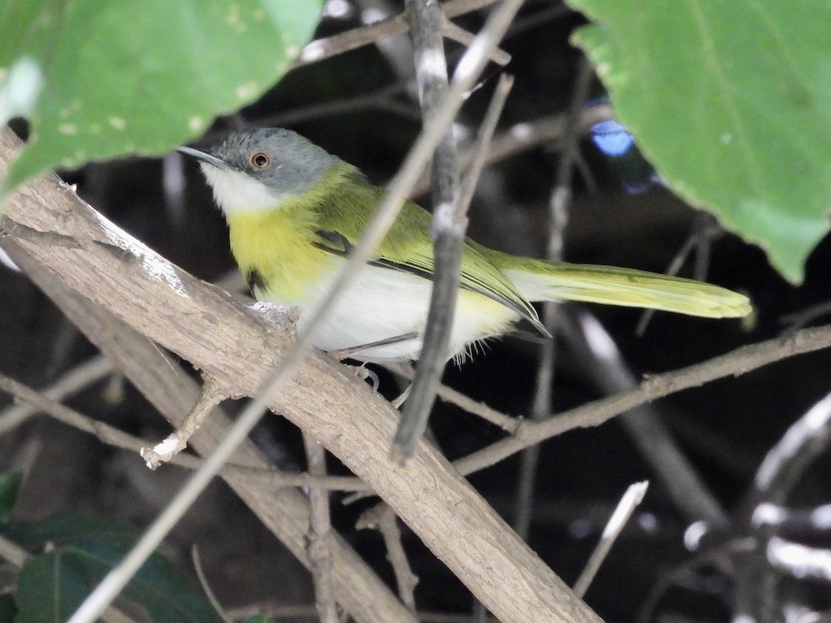 Yellow-breasted Apalis - ML471142291