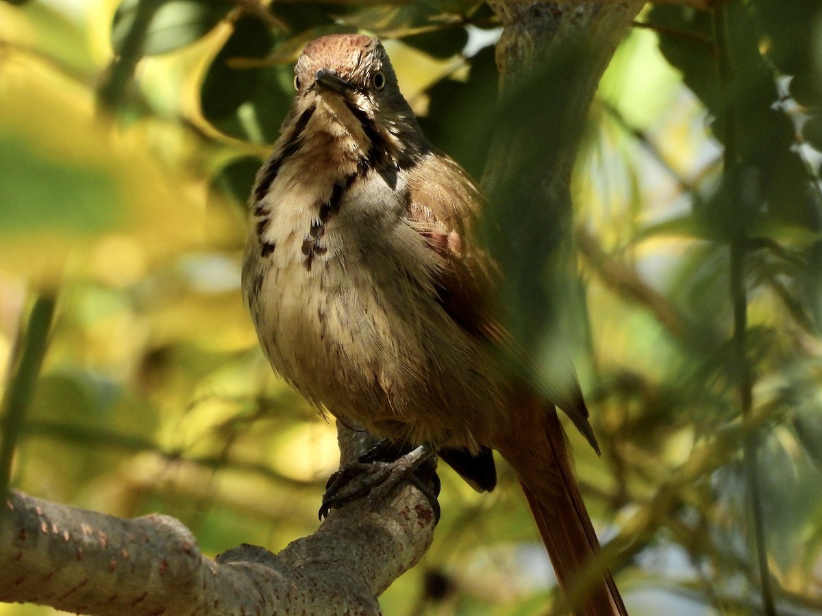 Collared Palm-Thrush - ML471142351