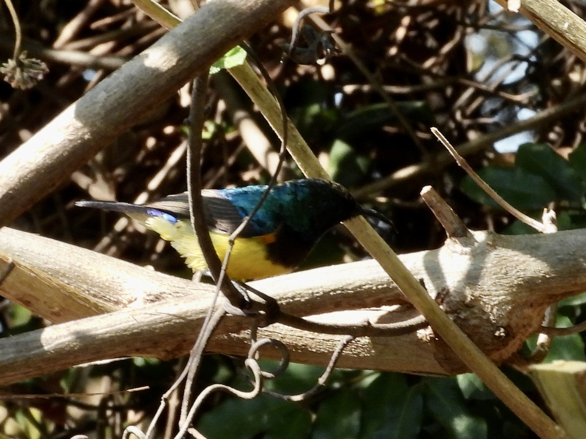 Variable Sunbird - GARY DOUGLAS