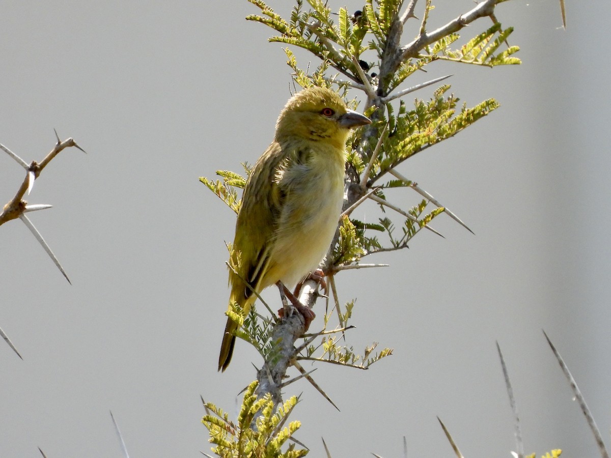 Güneyli Maskeli Dokumacı - ML471142411