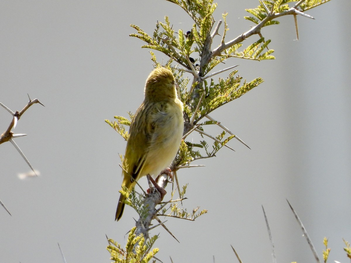 Southern Masked-Weaver - ML471142421