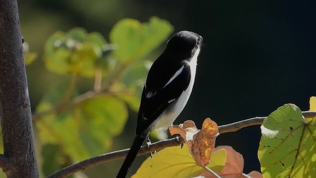 Pie-grièche à dos noir - ML471142581