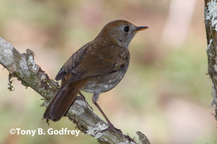 Ruddy-capped Nightingale-Thrush - ML47114281