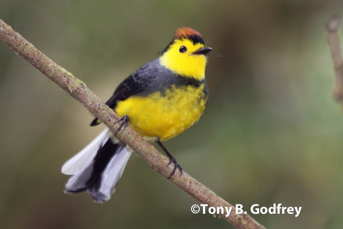 Collared Redstart - ML47114311