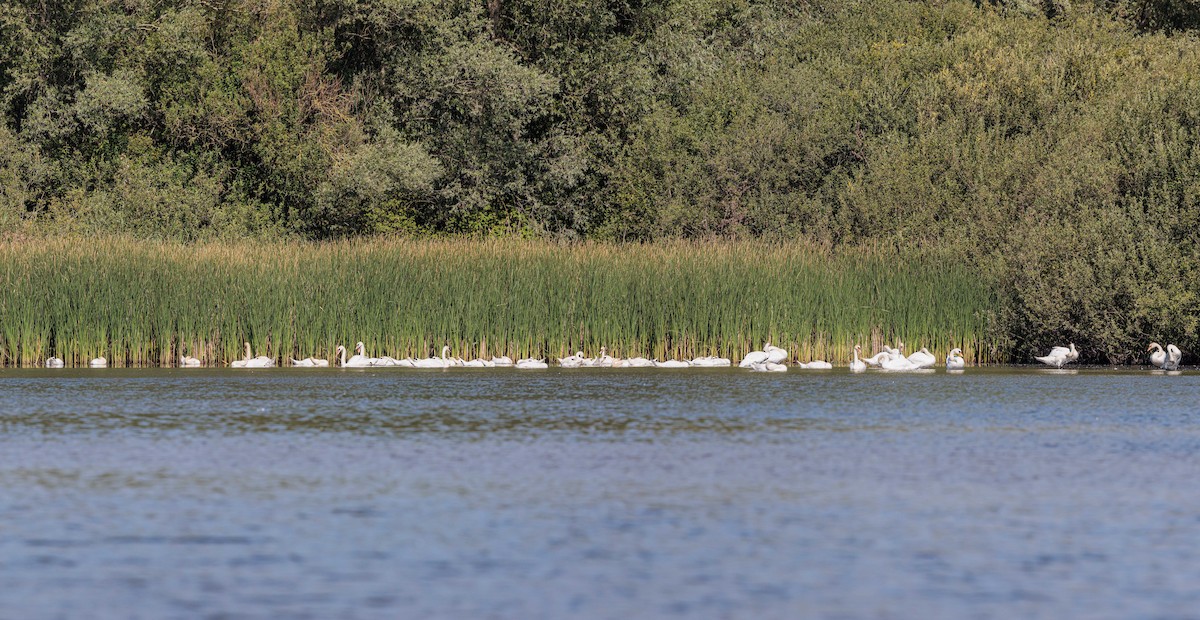Mute Swan - ML471143481