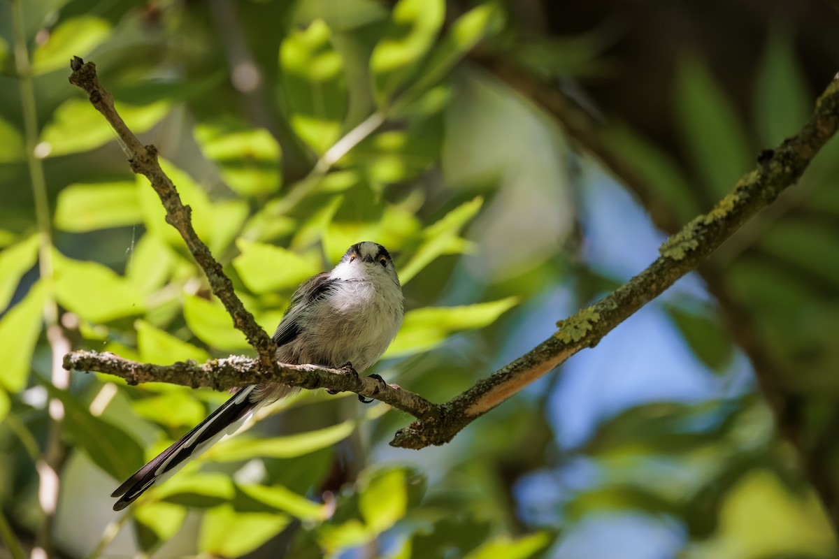 Long-tailed Tit - ML471143491