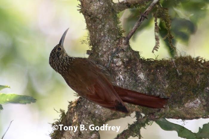 Spot-crowned Woodcreeper - ML47114361