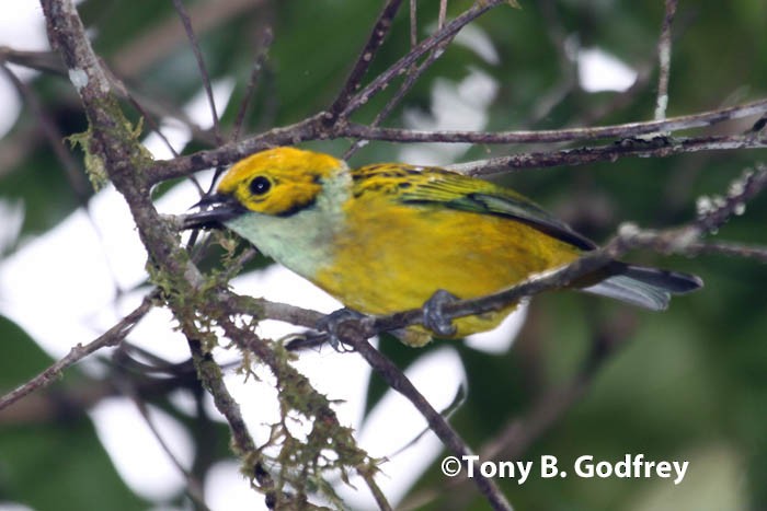 Silver-throated Tanager - ML47114431