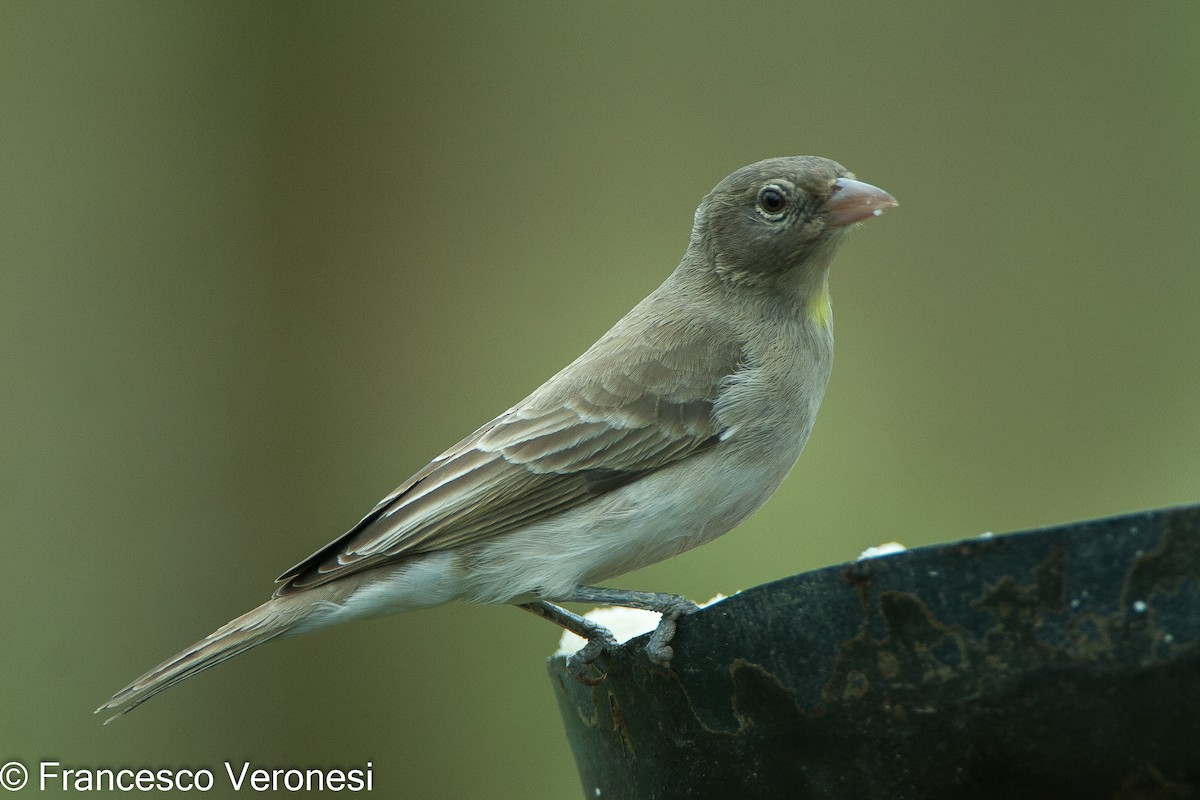 Yellow-spotted Bush Sparrow - Francesco Veronesi