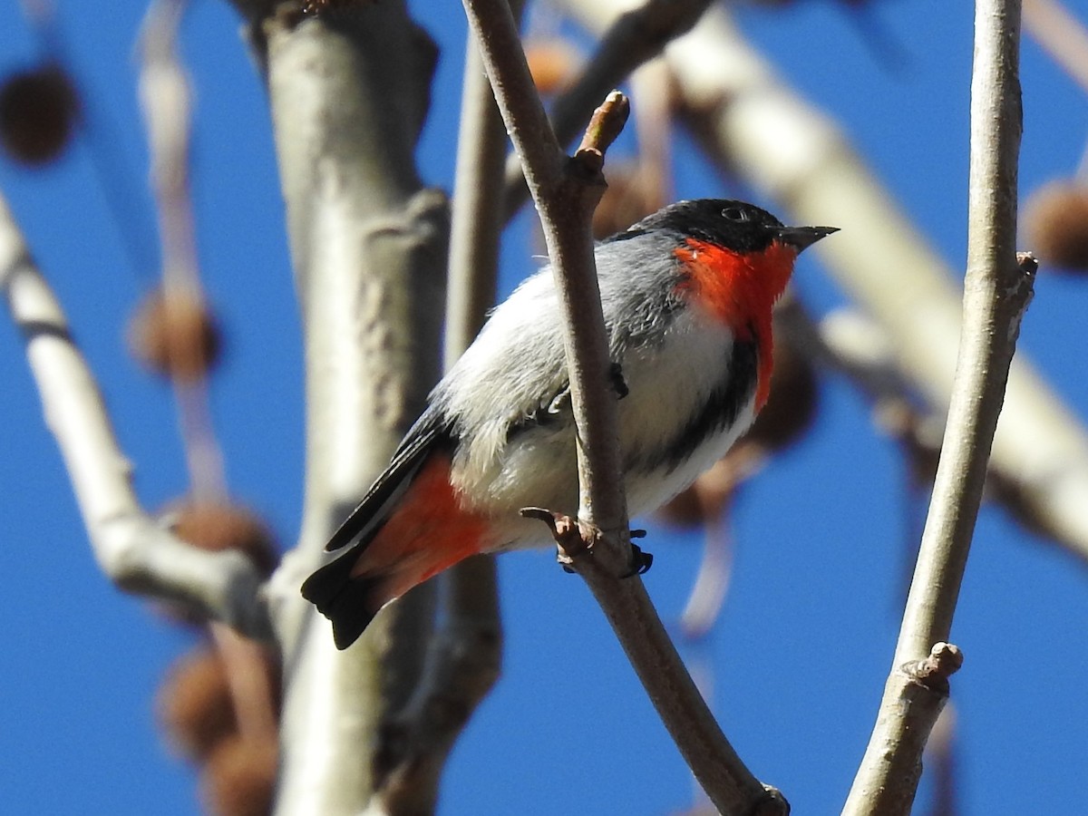 Mistletoebird - ML471144611